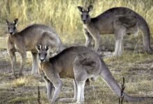 images 2024 04 19T215953.707