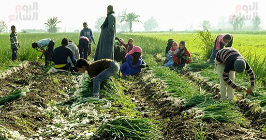 الفلاح المصرى فى برنامج الحكومة الجديد.. استكمال الكارت الذكى أول الأهداف الفلاح المصرى فى برنامج الحكومة الجديد.. استكمال الكارت الذكى أول الأهداف