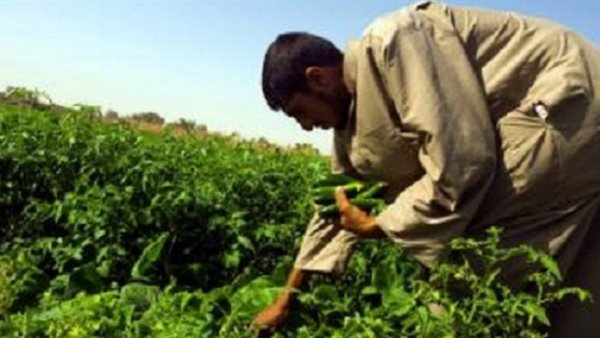في عيد الفلاح الـ 72.. الدولة المصرية تواصل تطبيق استراتيجيتها لدعم وتمكين الفلاح.. زيادة المساحة المنزرعة 12.4% في 2024.. ارتفاع صادرات السلع الزراعية 74.4%.. وتصدير 398 سلعة زراعية إلى 165 سوقًا في عيد الفلاح الـ 72.. الدولة المصرية تواصل تطبيق استراتيجيتها لدعم وتمكين الفلاح.. زيادة المساحة المنزرعة 12.4% في 2024.. ارتفاع صادرات السلع الزراعية 74.4%.. وتصدير 398 سلعة زراعية إلى 165 سوقًا