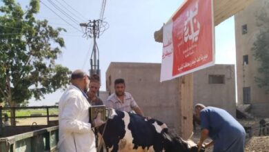 بيطرى القليوبية ينظم قافلة مجانية للكشف على الثروة الحيوانية بقرى بنها