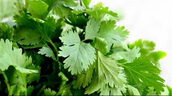 فوائد البقدونس المغلي لمرضى المسالك البولية فوائد البقدونس المغلي لمرضى المسالك البولية