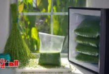 طريقة تخزين الملوخية الخضراء بالفريزر