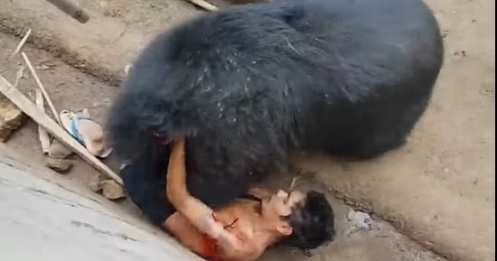 مأساة في تايلاند.. نجاة شاب بمعجزة من هجمات دب بحديقة حيوان.. فيديو وصور مأساة في تايلاند.. نجاة شاب بمعجزة من هجمات دب بحديقة حيوان.. فيديو وصور