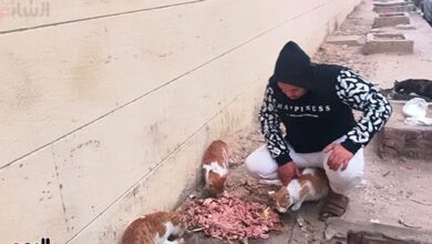 الراحمون يرحمهم الرحمن.. قصة شاب يقدم وجبات للقطط بشوارع مدينة بنى سويف