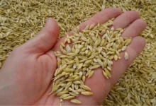 فوائد الشعير لتنظيم السكر ومنع الحصوات