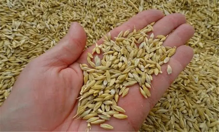 فوائد الشعير لتنظيم السكر ومنع الحصوات