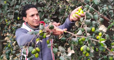 النبق التايلاندى العملاق.. فاكهة استوائية تثمر خلال 4 أشهر.. فيديو وصور النبق التايلاندى العملاق.. فاكهة استوائية تثمر خلال 4 أشهر.. فيديو وصور