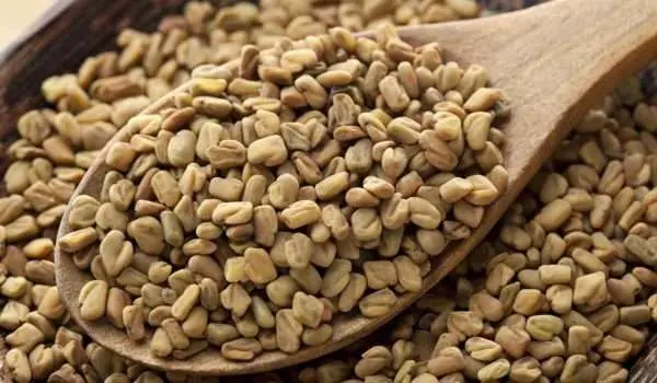 هل الحلبة تسبب غازات