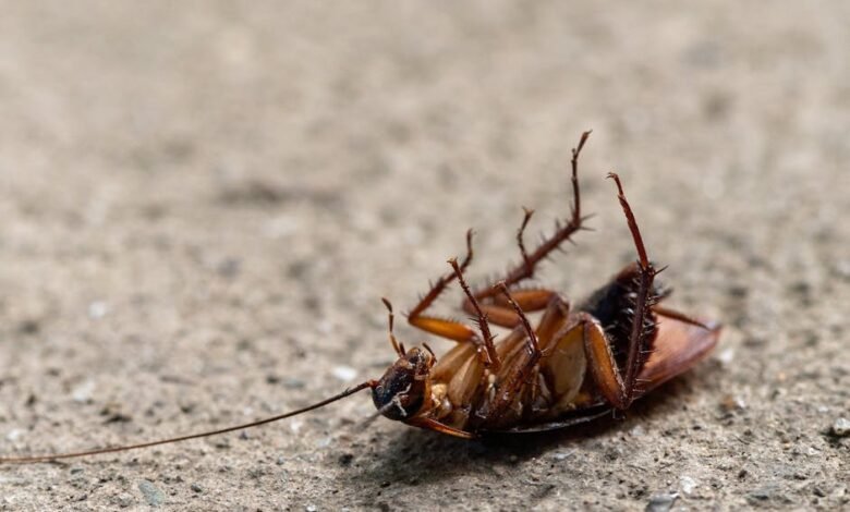 شركة مكافحة الحشرات