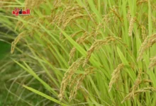 أسعار الأرز اليوم الثلاثاء 16 ديسمبر 2025 في مصر