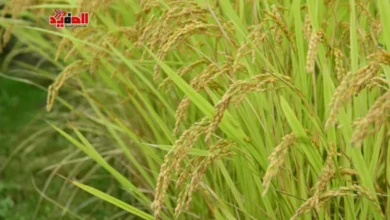 أسعار الأرز اليوم الثلاثاء 16 ديسمبر 2025 في مصر