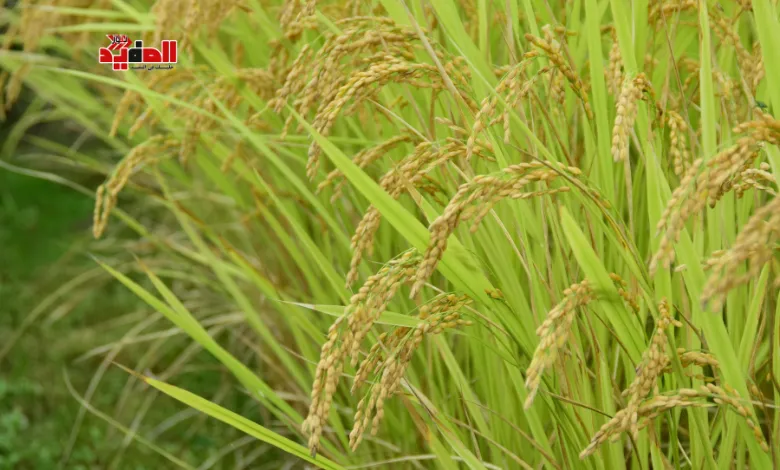 أسعار الأرز اليوم الثلاثاء 16 ديسمبر 2025 في مصر