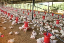 أسعار الدواجن اليوم في مصر