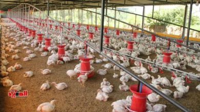 أسعار الدواجن اليوم في مصر