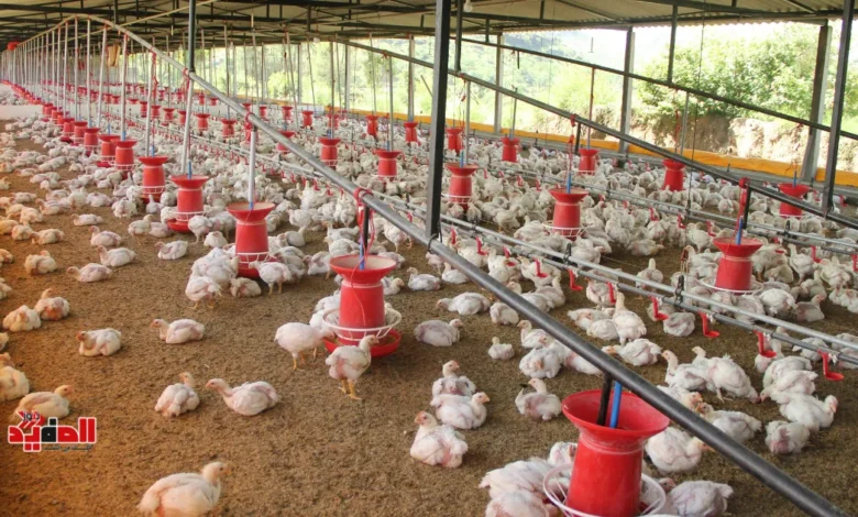 أسعار الدواجن اليوم في مصر