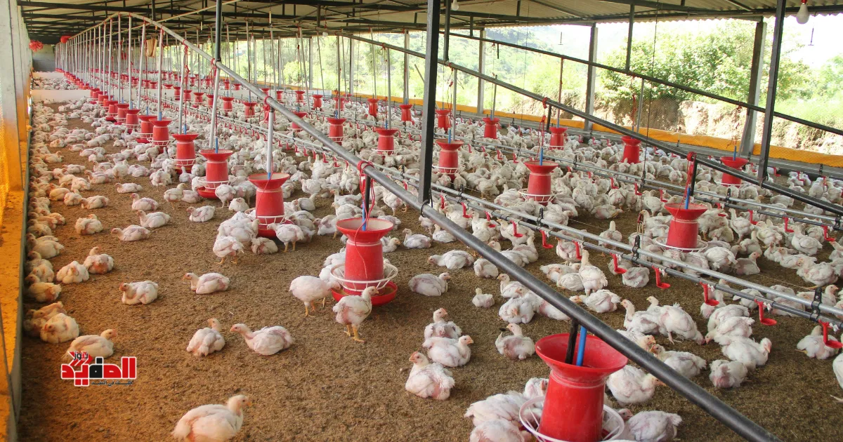 أسعار الدواجن اليوم في مصر الجمعة 19 ديسمبر 2025 | الفراخ والبط والكبد والقوانص 🐔