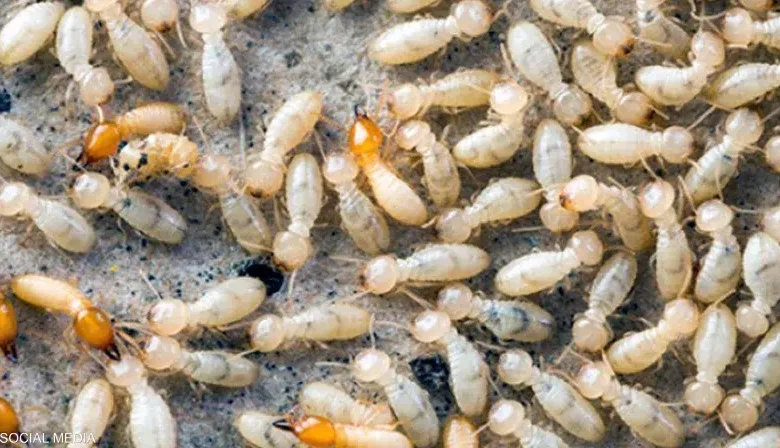 «الزراعة» تطلق حملات مكثفة لمكافحة النمل الأبيض بالمحافظات