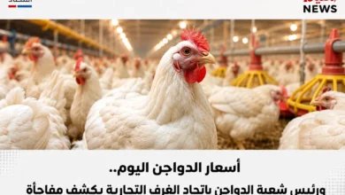 أسعار الدواجن اليوم..ورئيس شعبة الدواجن باتحاد الغرف التجارية يكشف مفاجأة