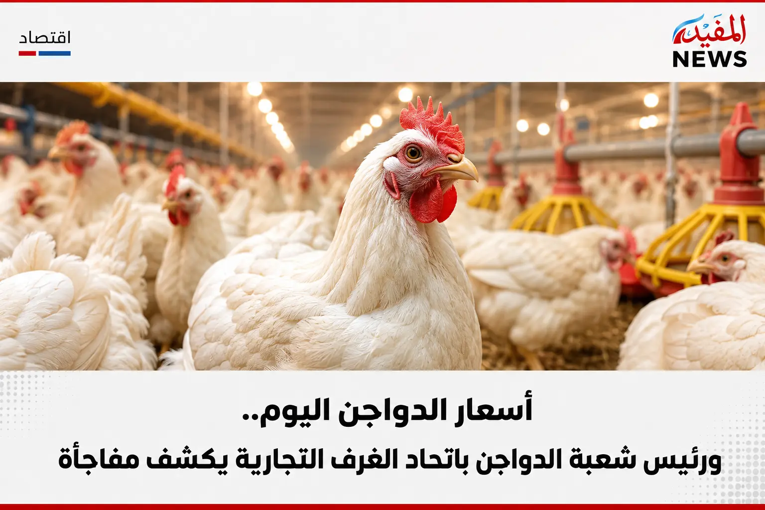 أسعار الدواجن اليوم..ورئيس شعبة الدواجن باتحاد الغرف التجارية يكشف مفاجأة أسعار الدواجن اليوم..ورئيس شعبة الدواجن باتحاد الغرف التجارية يكشف مفاجأة